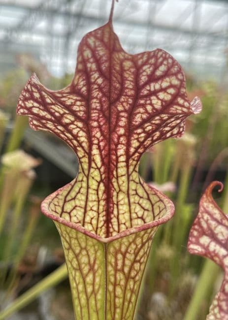 Sarracenia cv Walkers hybrid | North American Pitcher Plant