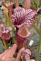 SH075 Sarracenia cv Elizabeth