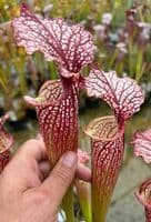 SH075 Sarracenia cv Elizabeth