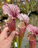 SH075 Sarracenia cv Elizabeth