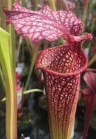 SH075 Sarracenia cv Elizabeth