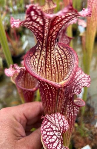 SH075 Sarracenia cv Elizabeth