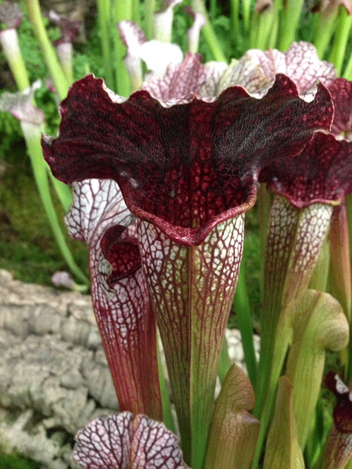 SH089 Sarracenia cv Rita Soper