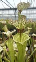 SH090 Sarracenia x moorei  Milton Fl