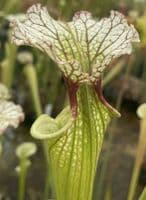 SH090 Sarracenia x moorei  Milton Fl