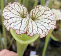 SH090 Sarracenia x moorei  Milton Fl