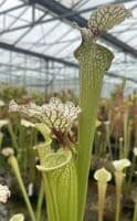 SH090 Sarracenia x moorei  Milton Fl