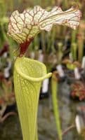 SH090 Sarracenia x moorei  Milton Fl