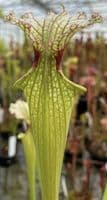 SH090 Sarracenia x moorei  Milton Fl