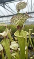 SH090 Sarracenia x moorei  Milton Fl