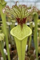 SH090 Sarracenia x moorei  Milton Fl