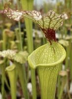 SH090 Sarracenia x moorei  Milton Fl