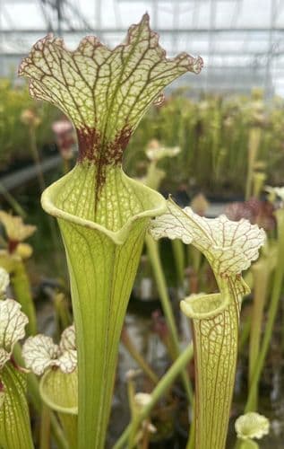 SH090 Sarracenia x moorei Milton Fl