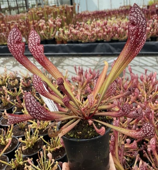 SH091 S. cv 'Scarlet Bell'