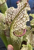 SH092 Sarracenia cv Labyrinth