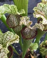 SH092 Sarracenia cv Labyrinth