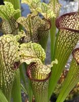 SH092 Sarracenia cv Labyrinth