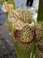 SH092 Sarracenia cv Labyrinth