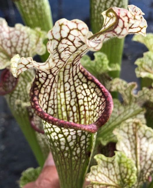 SH092 Sarracenia cv Labyrinth