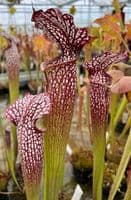 SH093 Sarracenia cv Dawn Prince