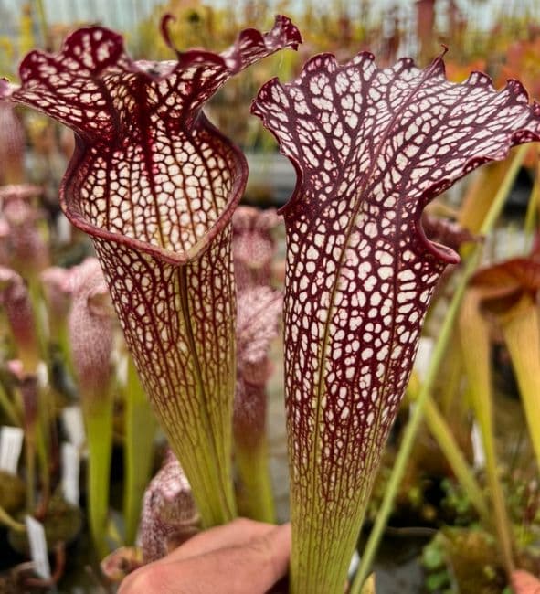SH093 Sarracenia cv Dawn Prince