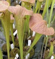 SH094 S.minor okfenokeensis x S. Oreophila