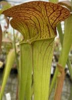 SH094 S.minor okfenokeensis x S. Oreophila