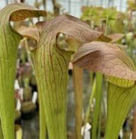 SH094 S.minor okfenokeensis x S. Oreophila