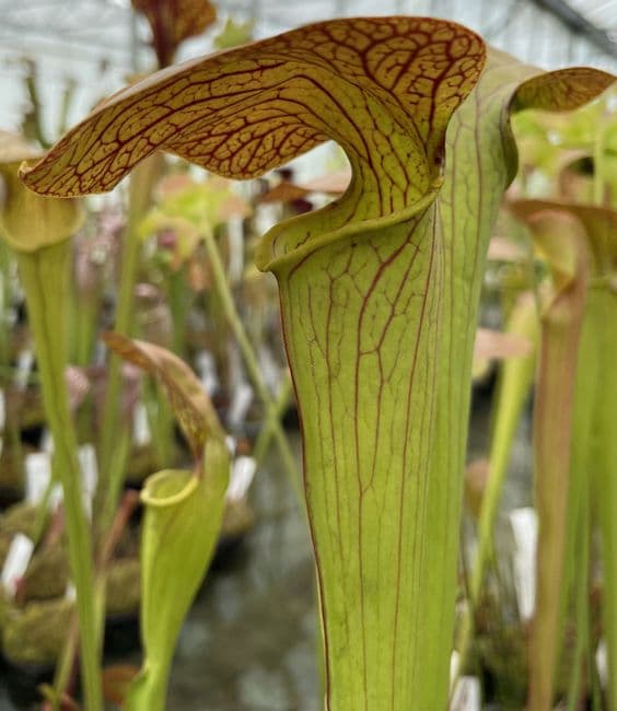 SH094 S.minor okfenokeensis x S. Oreophila