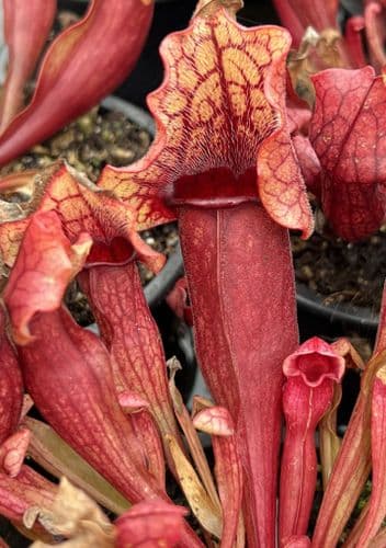 SH098 Sarracenia (x catesbaei) x spurpurea ssp.venosa