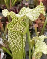 SH0997 S. cv okee classic x S. Leuco Hurricane creek