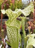 SH0997 S. cv okee classic x S. Leuco Hurricane creek