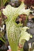 SH0997 S. cv okee classic x S. Leuco Hurricane creek