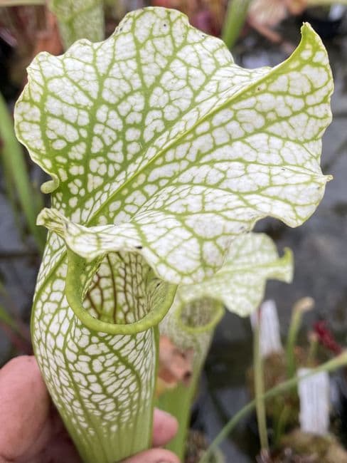 SH0997 S. cv okee classic x S. Leuco Hurricane creek