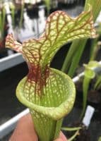 SH0999 S.x moorei Gulf coast