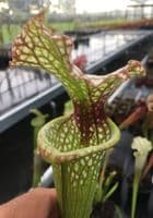 SH0999 S.x moorei Gulf coast