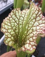 SH0999 S.x moorei Gulf coast