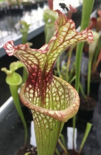 SH0999 S.x moorei Gulf coast