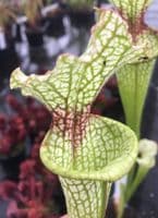 SH1001 S.x moorei Gulf coast