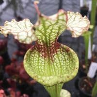 SH1001 S.x moorei Gulf coast