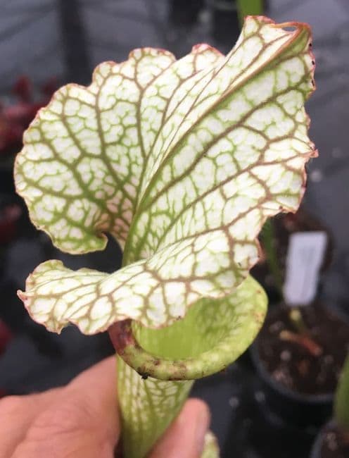 SH1001 S.x moorei Gulf coast