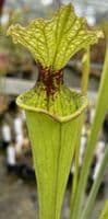 SH1003 Sarracenia x moorei