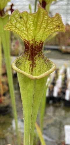 SH1003 Sarracenia x moorei