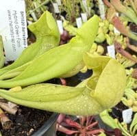 SH1020 Sarracenia x courtii heterophylla