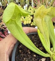 SH1020 Sarracenia x courtii heterophylla
