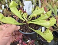 SH1020 Sarracenia x courtii heterophylla