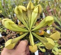 SH1020 Sarracenia x courtii heterophylla