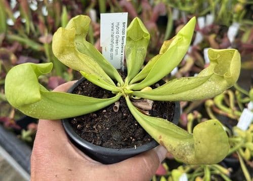 SH1020 Sarracenia x courtii heterophylla