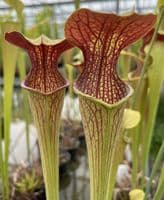 SH132 Sarracenia oreophila x alata