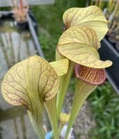 SH132 Sarracenia oreophila x alata